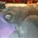 Catlovr's avatar