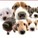 dogsrule11223's avatar