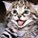 iluvkittehs135's avatar