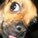 rachel-and-coco's avatar