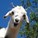 jarmogoat's avatar
