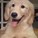 puppysrock's avatar