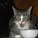 sirmitten's avatar