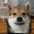 cheesyAnimal's avatar