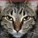 midnightsunflower's avatar