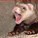 Adicard's avatar