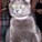 Hopcatzlol's avatar