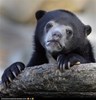 Confession Bear